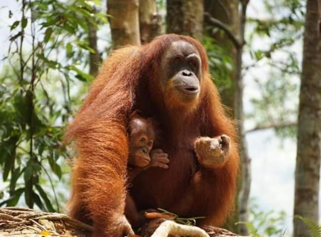 Bukit Lawang Hotel Exterior foto
